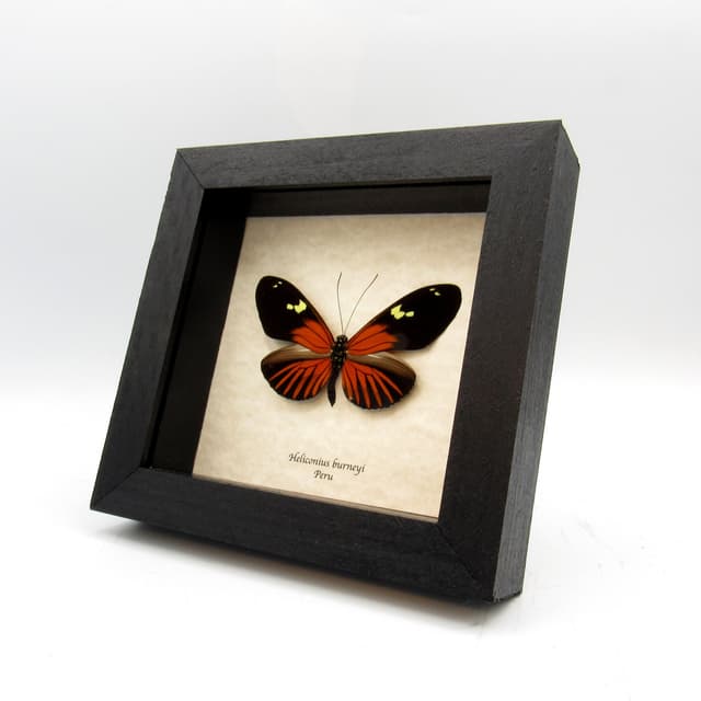 Large real red Longwing butterfly framed taxidermy - Heliconius burneyi