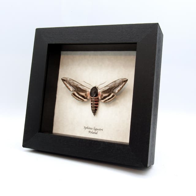 Real pink Privet Hawk Moth framed taxidermy - Sphinx ligustri