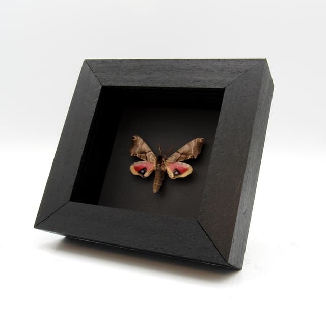 Real pink Sphinx moth framed taxidermy - Smerinthus jamaicensis