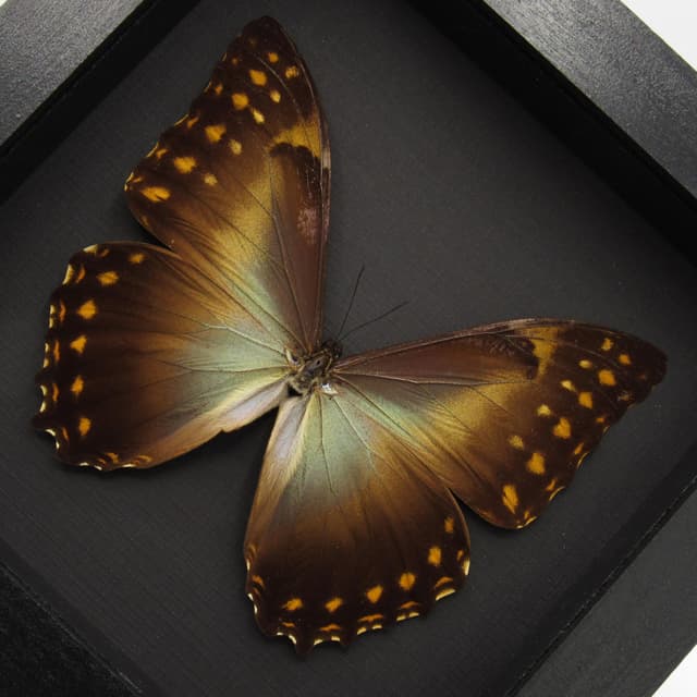 Real large framed Morpho butterfly taxidermy - Morpho Telemachus penelope