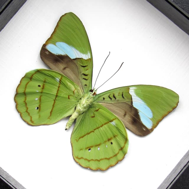 Real Green Olivewing butterfly framed taxidermy - Nessaea hewitsoni