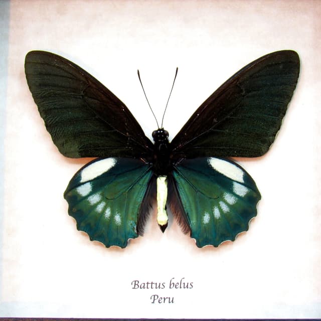 Large iridescent green butterfly framed taxidermy - Battus belus