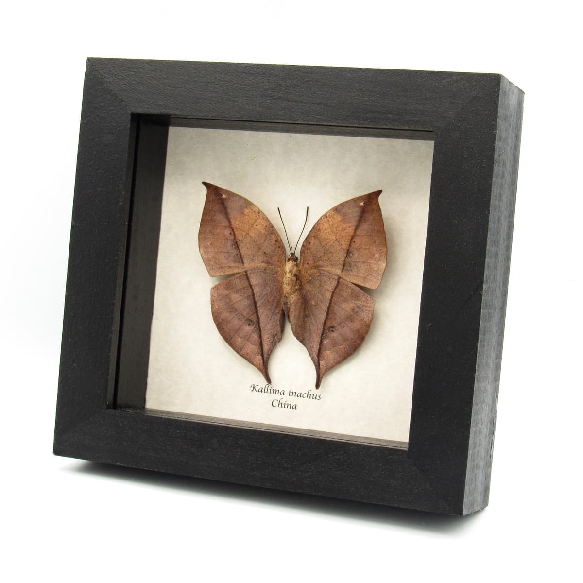 Real Dead Leaf butterfly taxidermy - Kallima inachus
