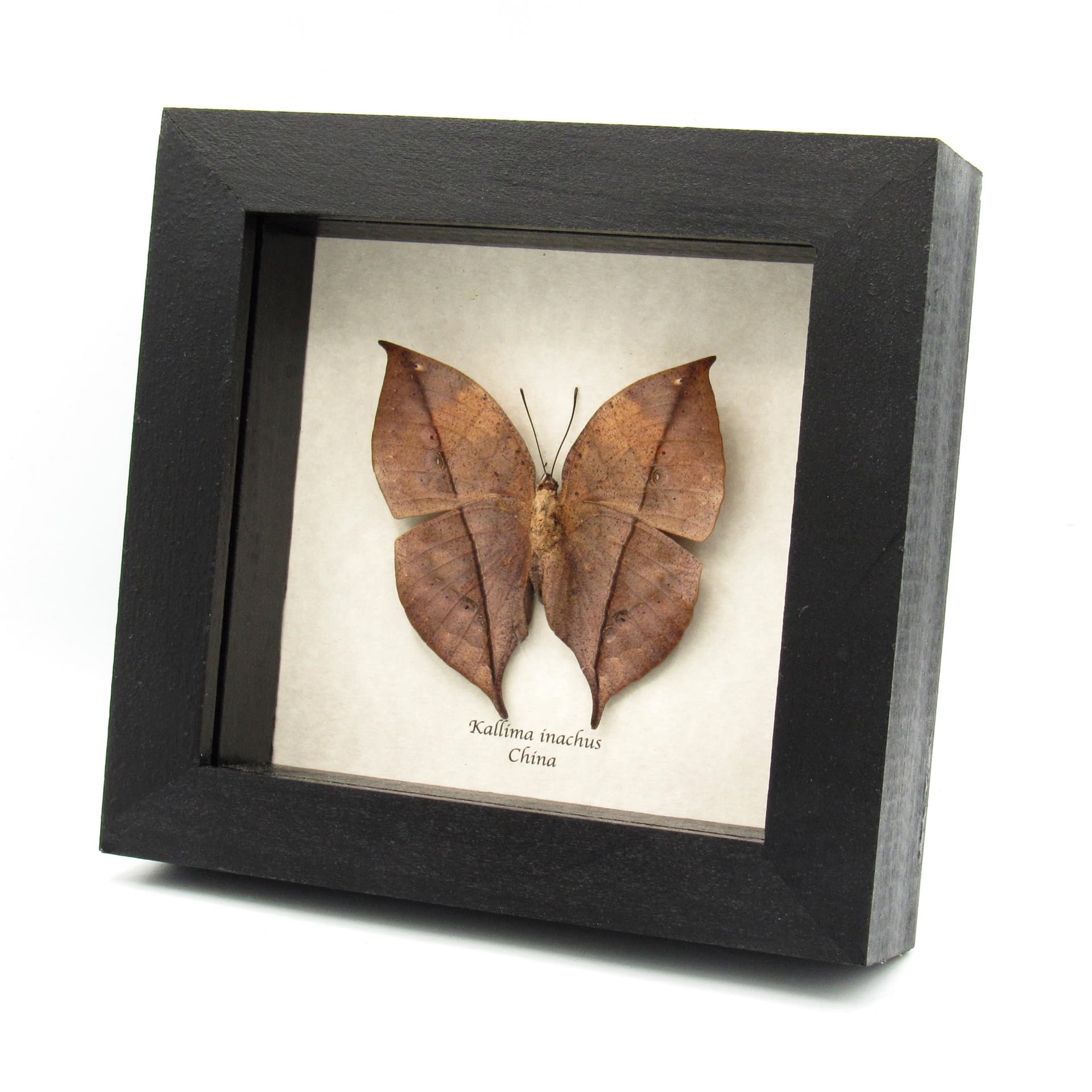 Real Dead Leaf butterfly taxidermy - Kallima inachus