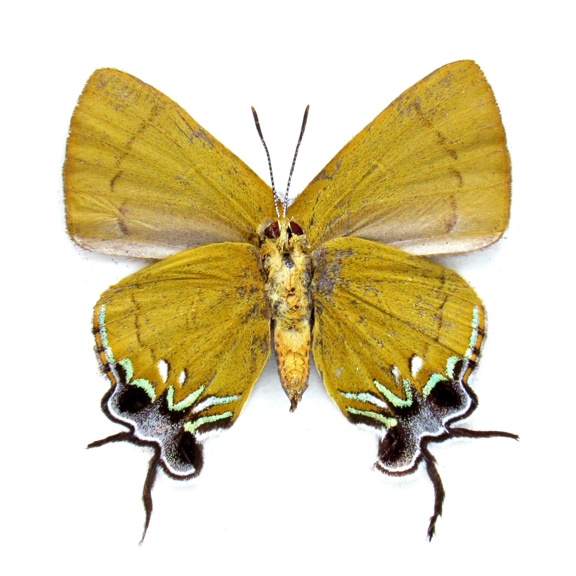 Real Chocolate Royal Hairstreak butterfly framed taxidermy - Remelana jangala - female