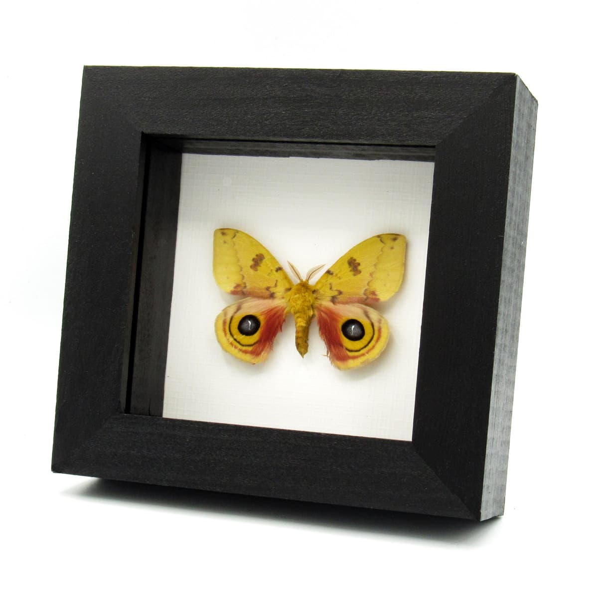 Real yellow Io moth framed taxidermy - Automeris io