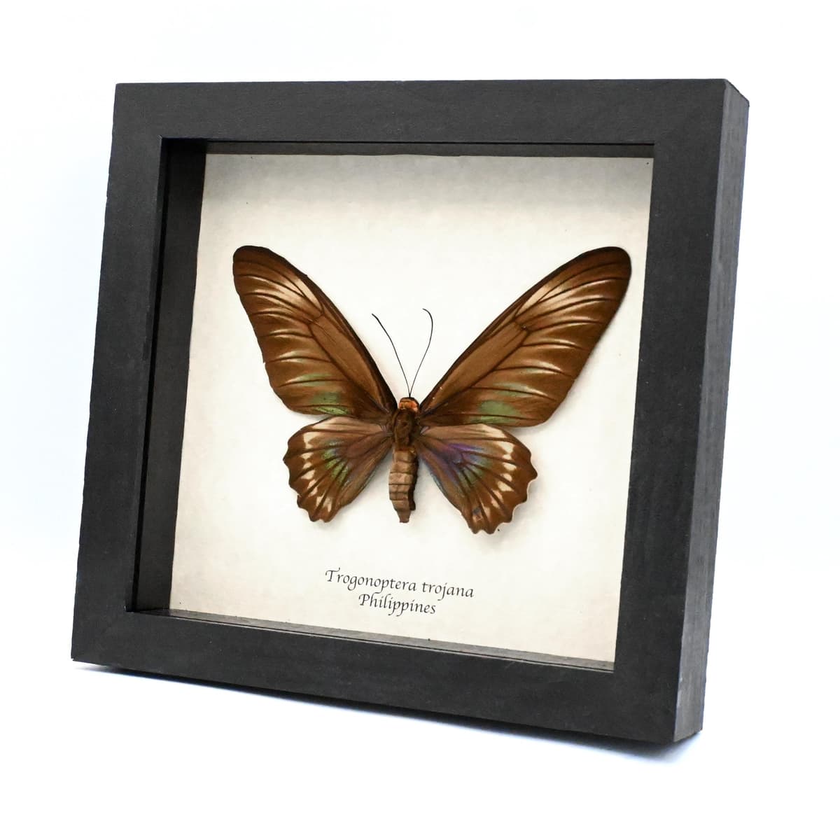 Giant Palawan Birdwing butterfly framed specimen - Trogonoptera trojana - female