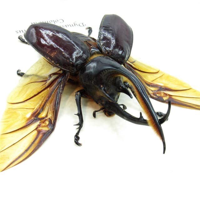 Real Giant Neptune beetle framed taxidermy - Dynastes neptunus