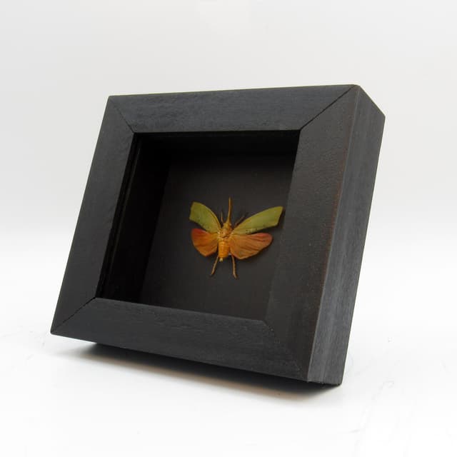 Real Lanternfly framed taxidermy - Pyrops species