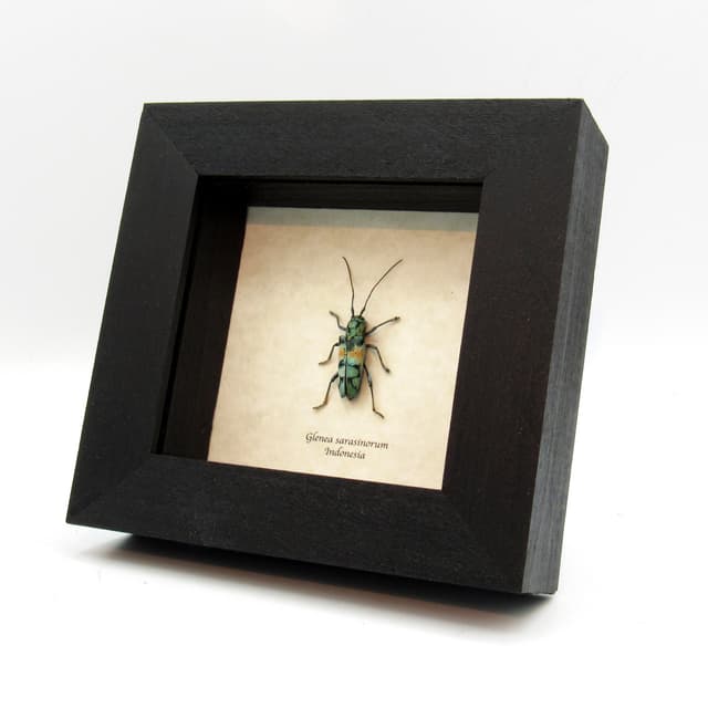 Rare blue Longhorn beetle framed taxidermy - Glenea sarasinorum