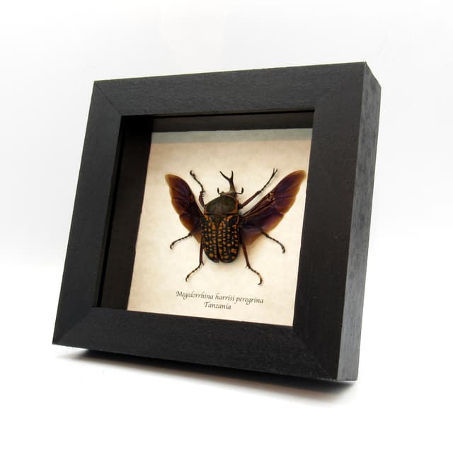 Real framed flower beetle taxidermy - Megalorrhina harrisi peregrina