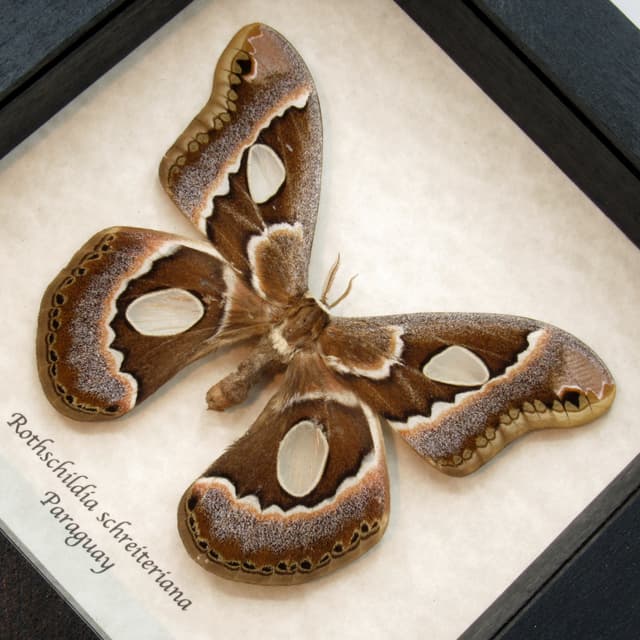 Rare Saturn moth framed taxidermy - Rothschildia schreiteriana