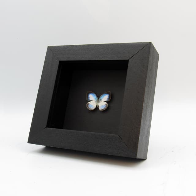 Real framed taxidermy tiny blue butterfly taxidermy - Danis species