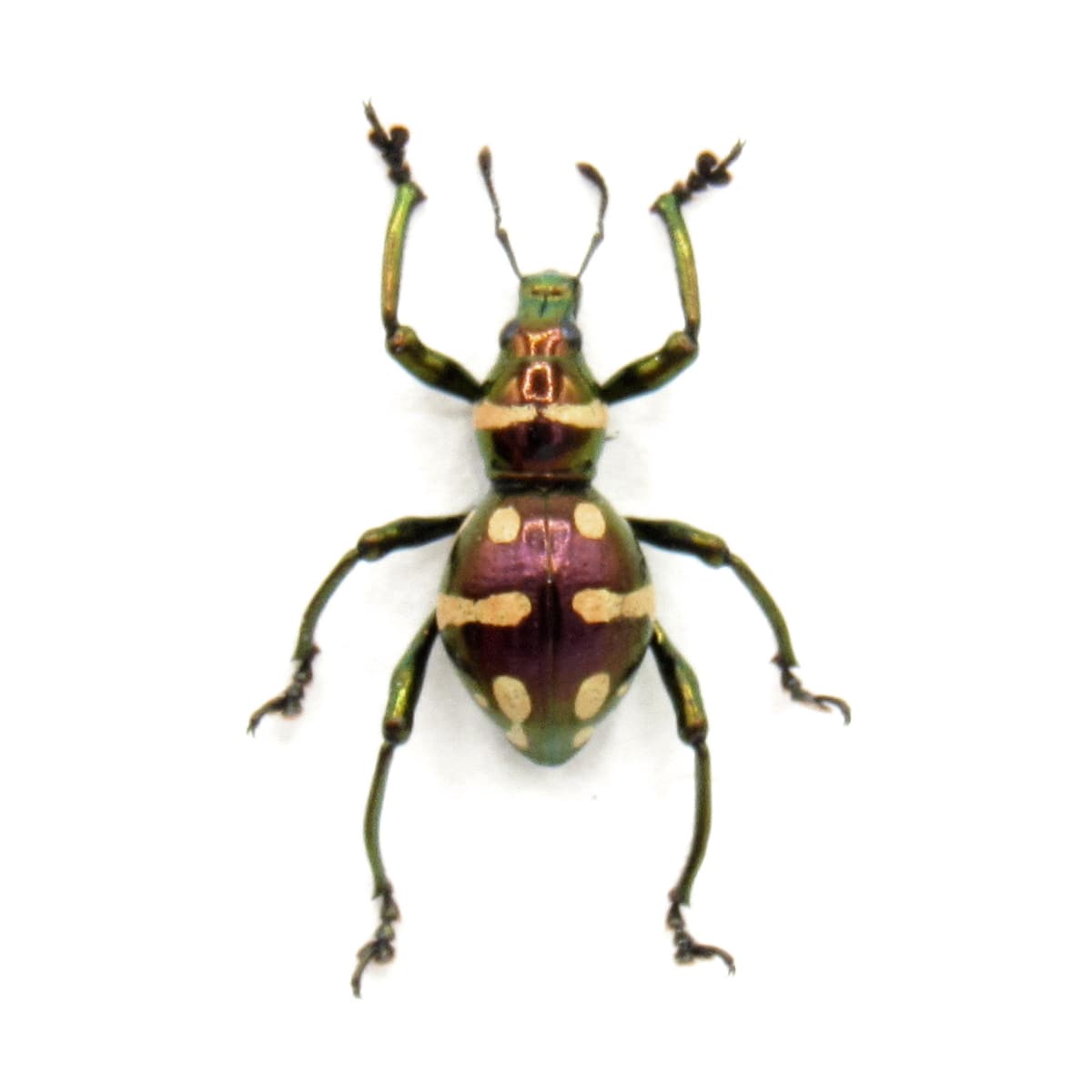 WEEVIL MANIA!  Rare red metallic beetle framed taxidermy - Pachyrhynchus species