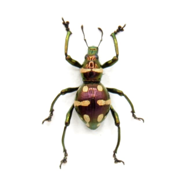 WEEVIL MANIA!  Rare red metallic beetle framed taxidermy - Pachyrhynchus species