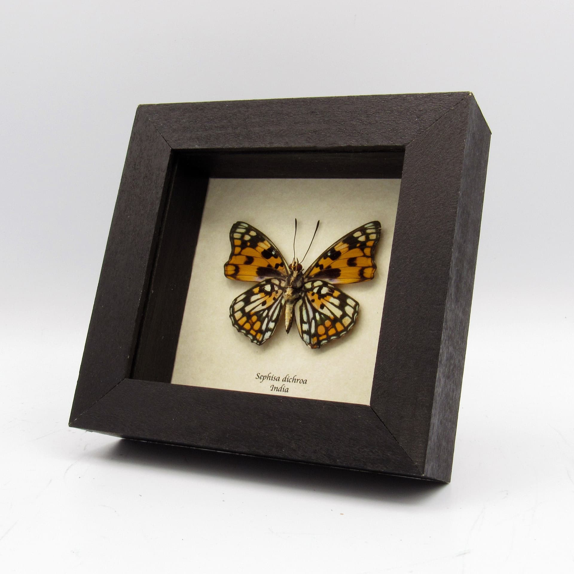 Real framed taxidermy stained glass butterfly - Sephisa dichroa