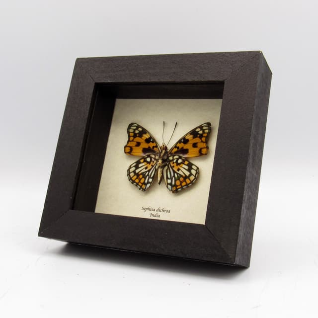Real framed taxidermy stained glass butterfly - Sephisa dichroa