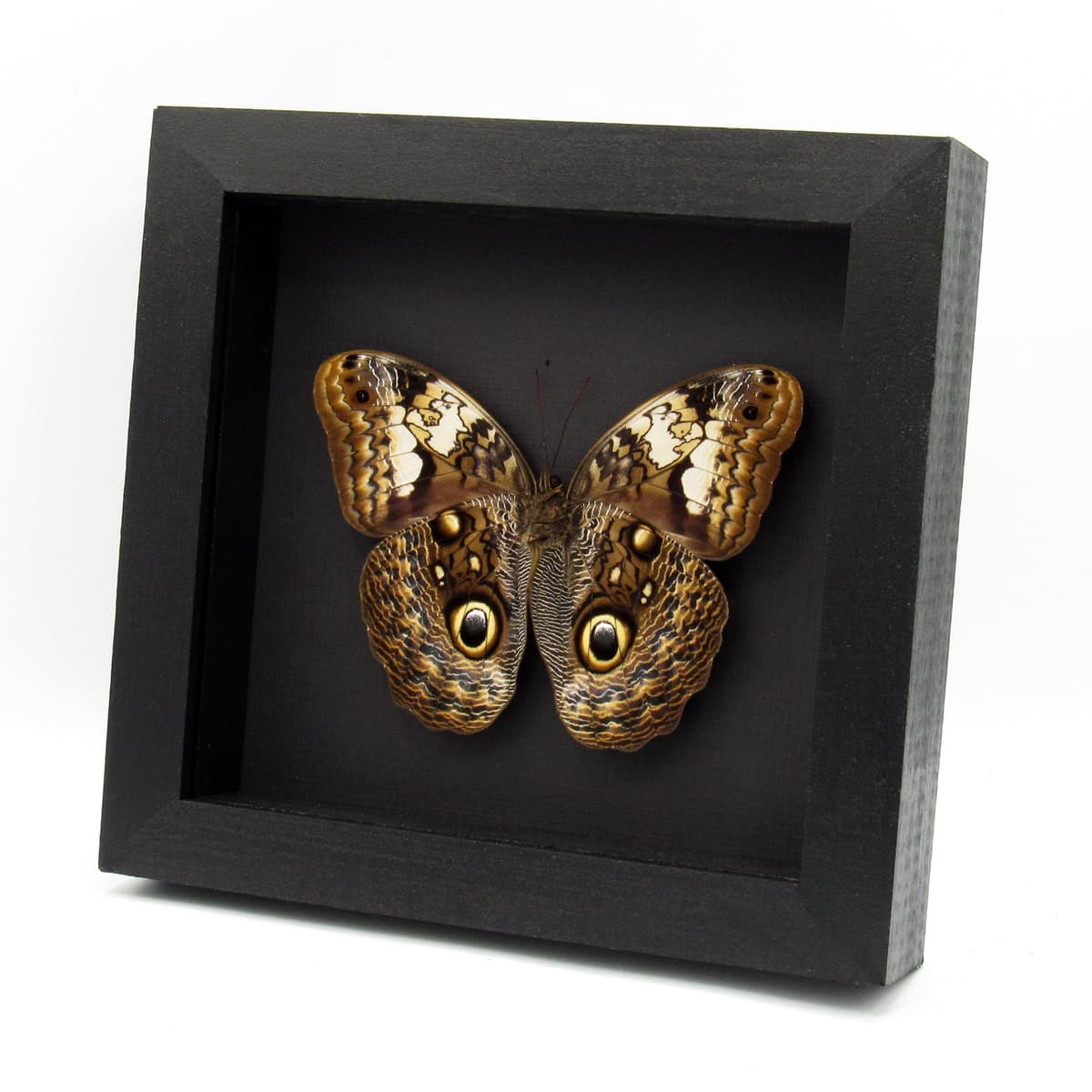 Rare Owl Butterfly framed taxidermy - Caligo martia