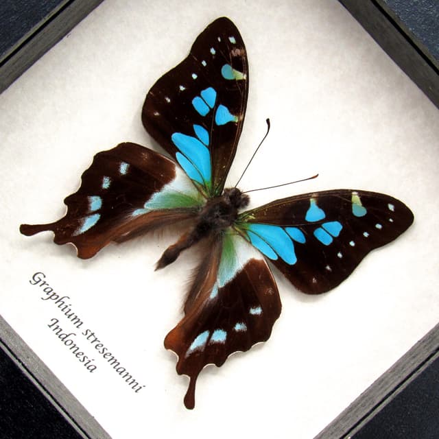 Real butterfly framed taxidermy - Graphium stresemanni