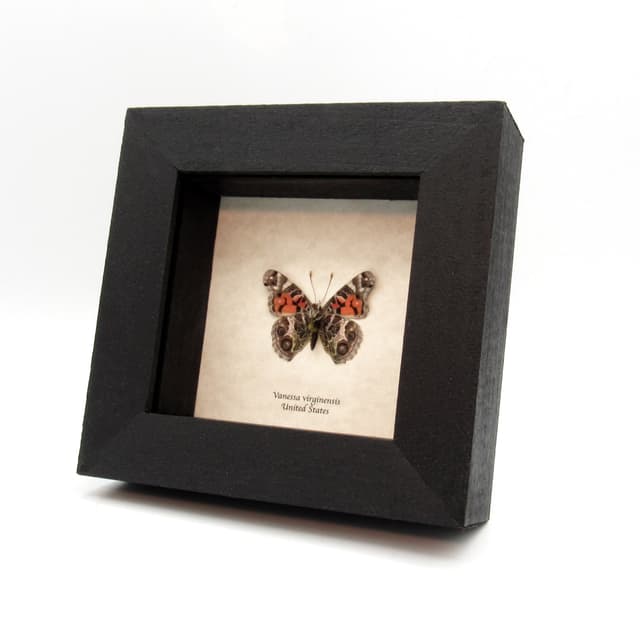 Real American Lady butterfly framed taxidermy - Vanessa virginensis