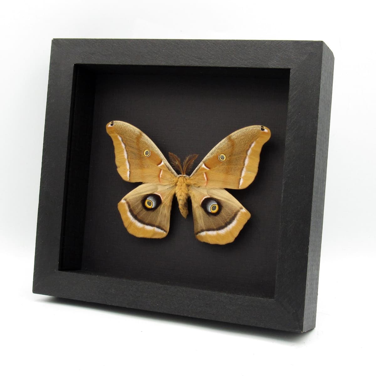 Real Polyphemus moth framed taxidermy - Antheraea polyphemus - XL specimen