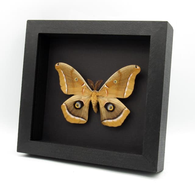 Real Polyphemus moth framed taxidermy - Antheraea polyphemus - XL specimen