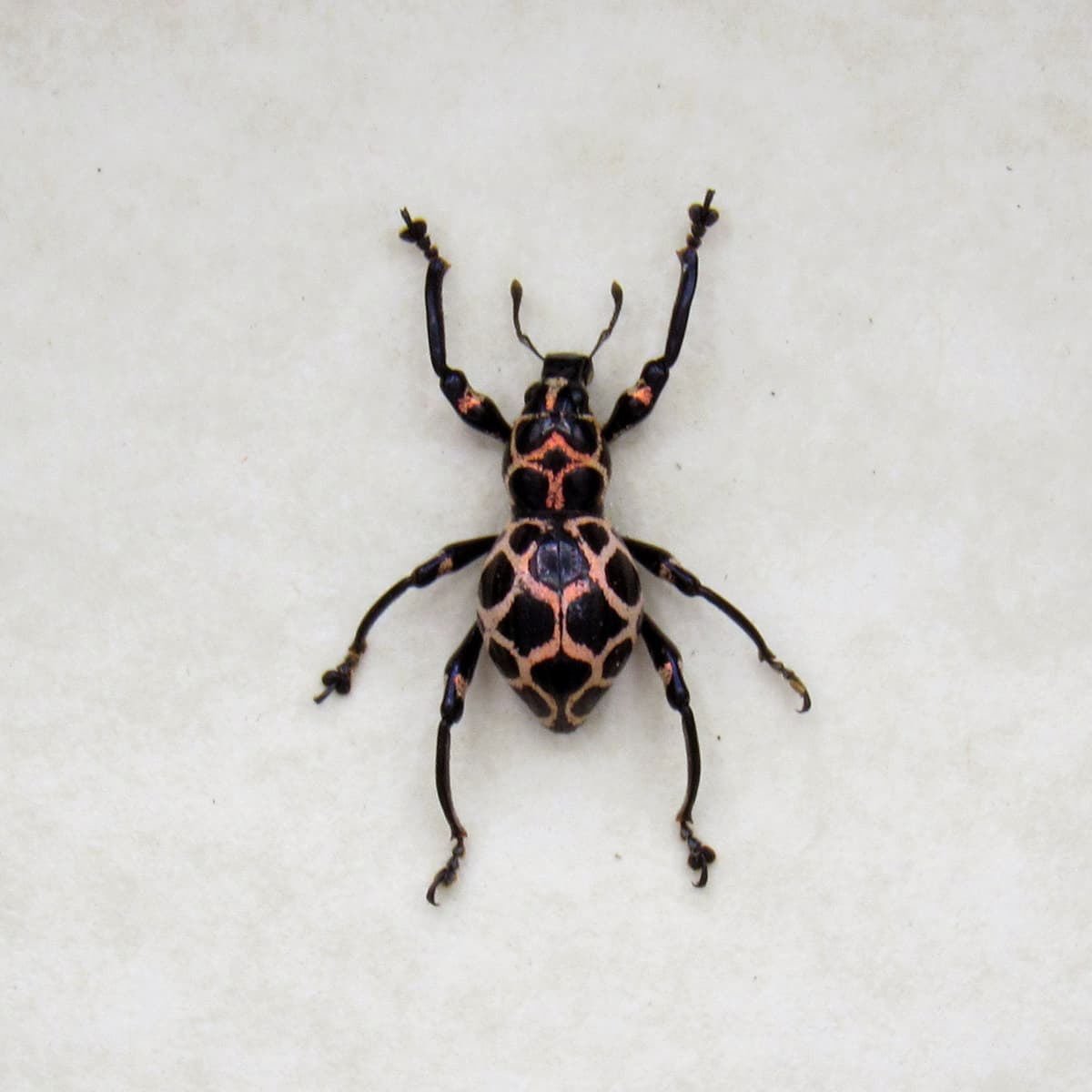 WEEVIL MANIA - Rare pink beetle framed taxidermy - Pachyrhynchus species