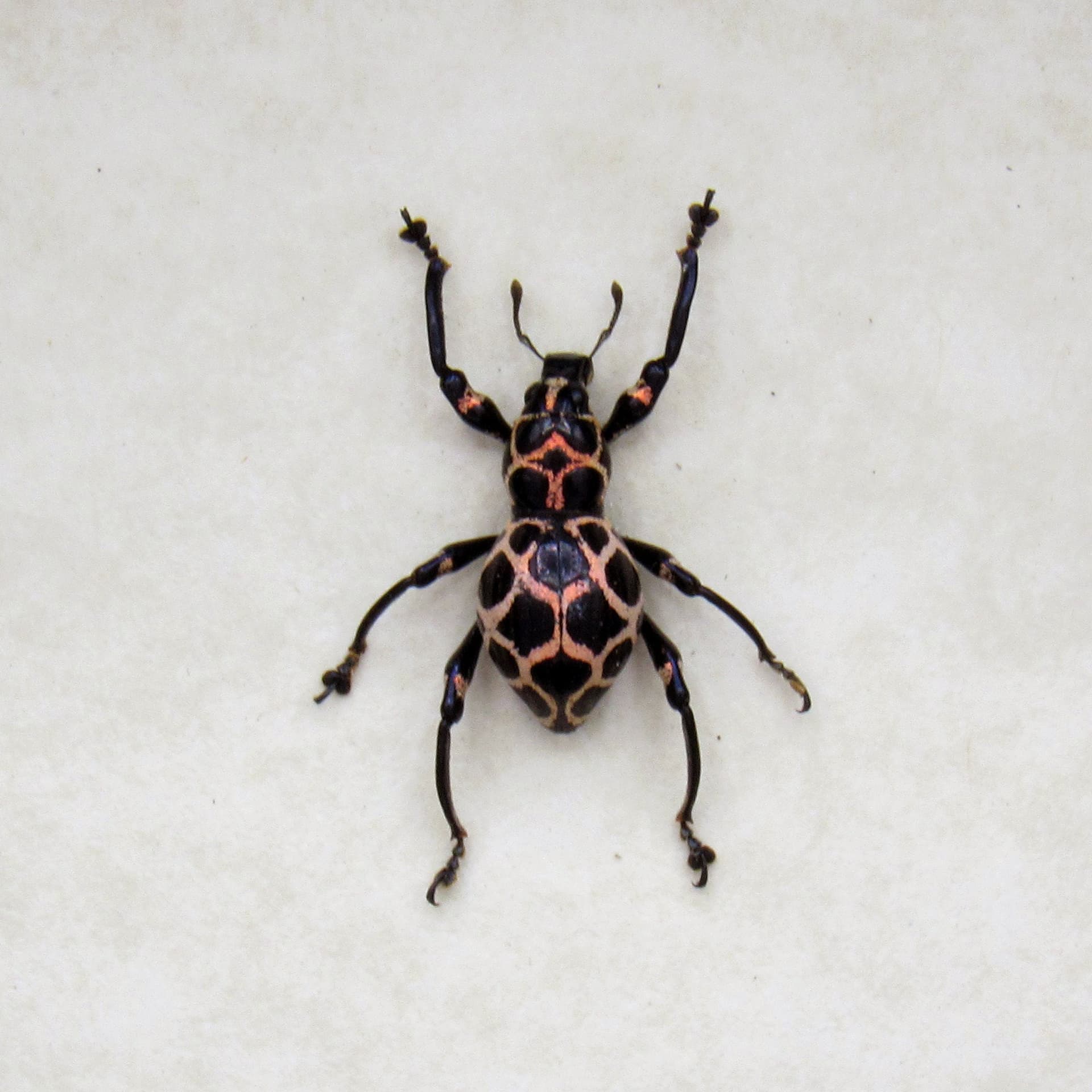 WEEVIL MANIA - Rare pink beetle framed taxidermy - Pachyrhynchus species