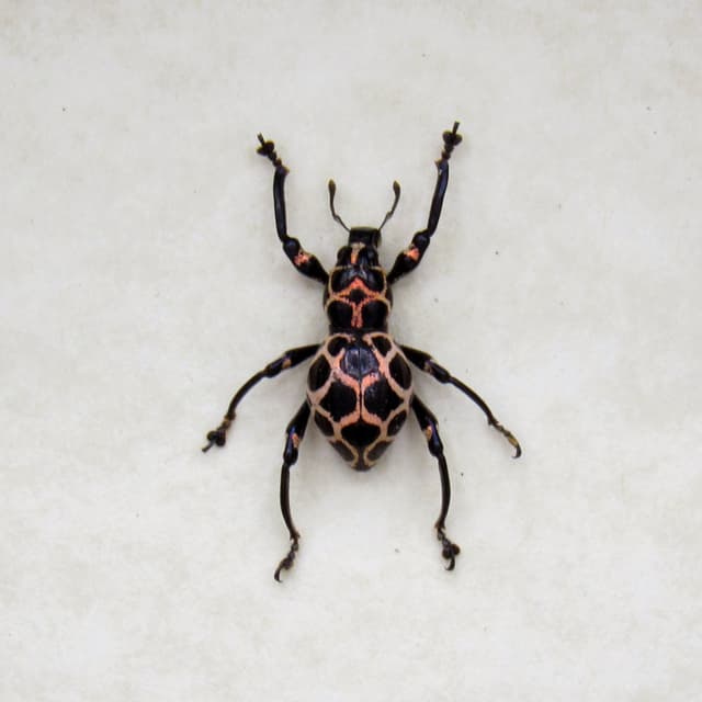 WEEVIL MANIA - Rare pink beetle framed taxidermy - Pachyrhynchus species