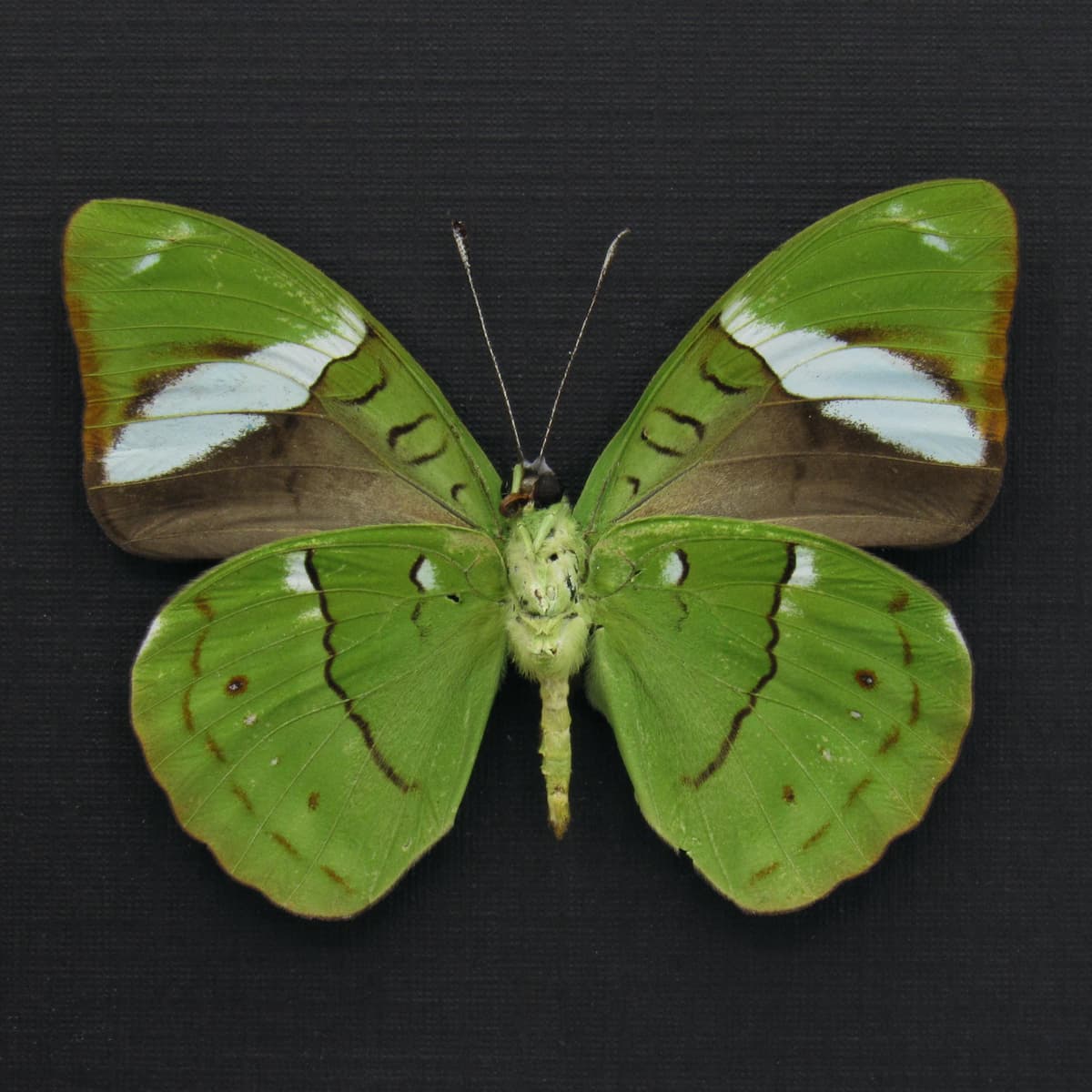 Rare Green Olivewing butterfly framed taxidermy - Nessaea aglaura