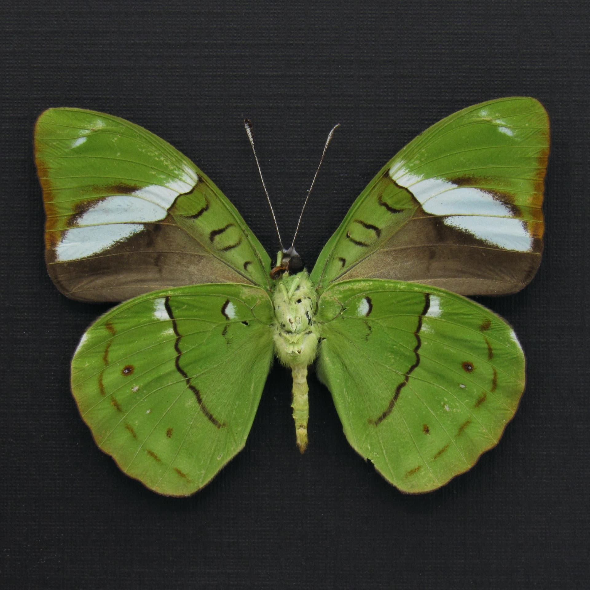 Rare Green Olivewing butterfly framed taxidermy - Nessaea aglaura