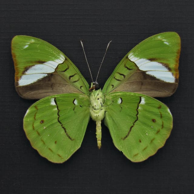 Rare Green Olivewing butterfly framed taxidermy - Nessaea aglaura