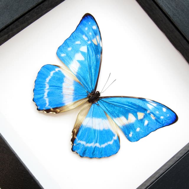Rare metallic blue butterfly framed taxidermy - Morpho cypris - large