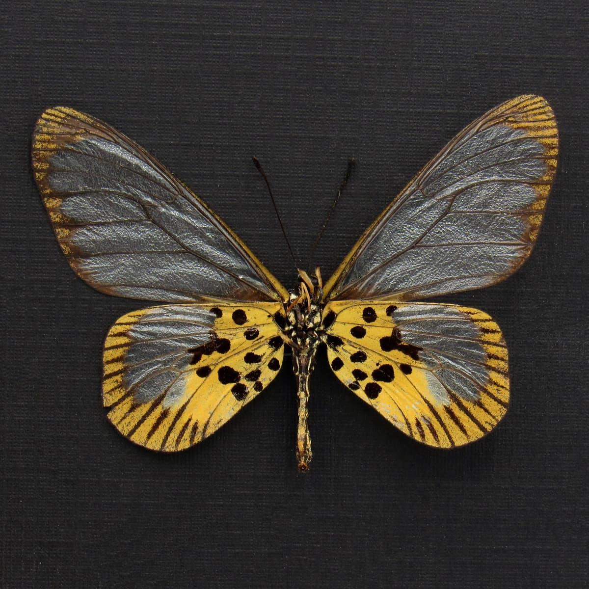 Real African Glasswing butterfly framed taxidermy - Acraea semivitrea - large female