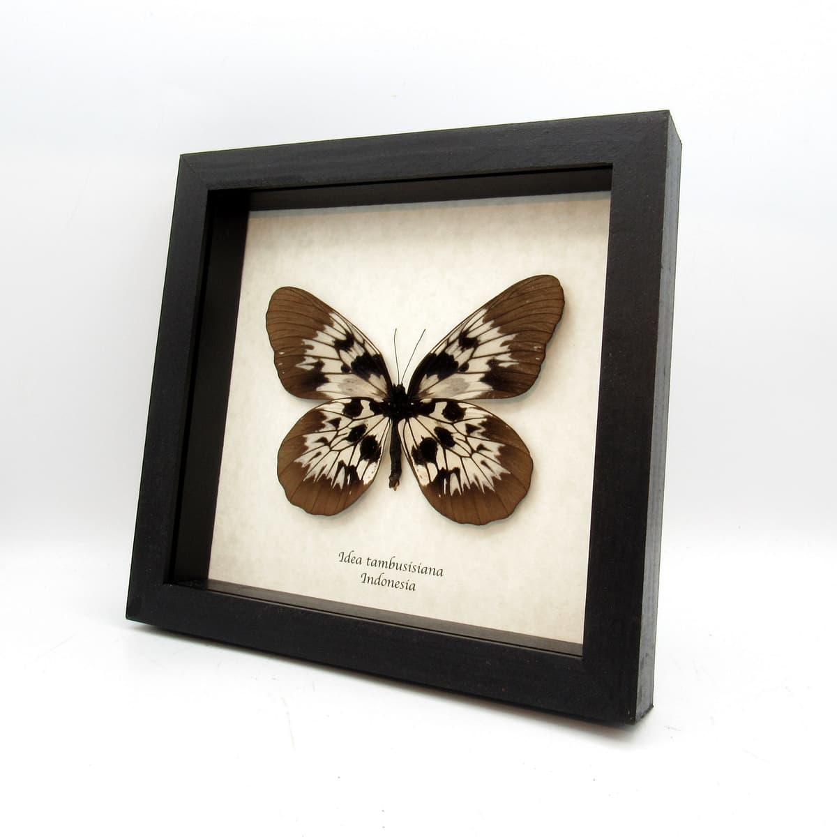 Real XL Tree Nymph butterfly framed taxidermy - Idea tambusisiana - female