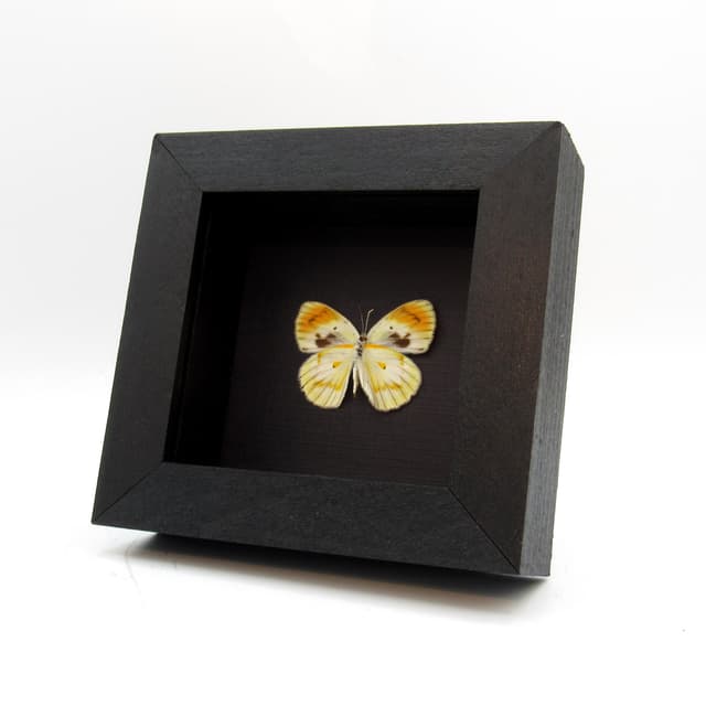 Real Orange Tip butterfly framed taxidermy - Colotis antivippe zera - female