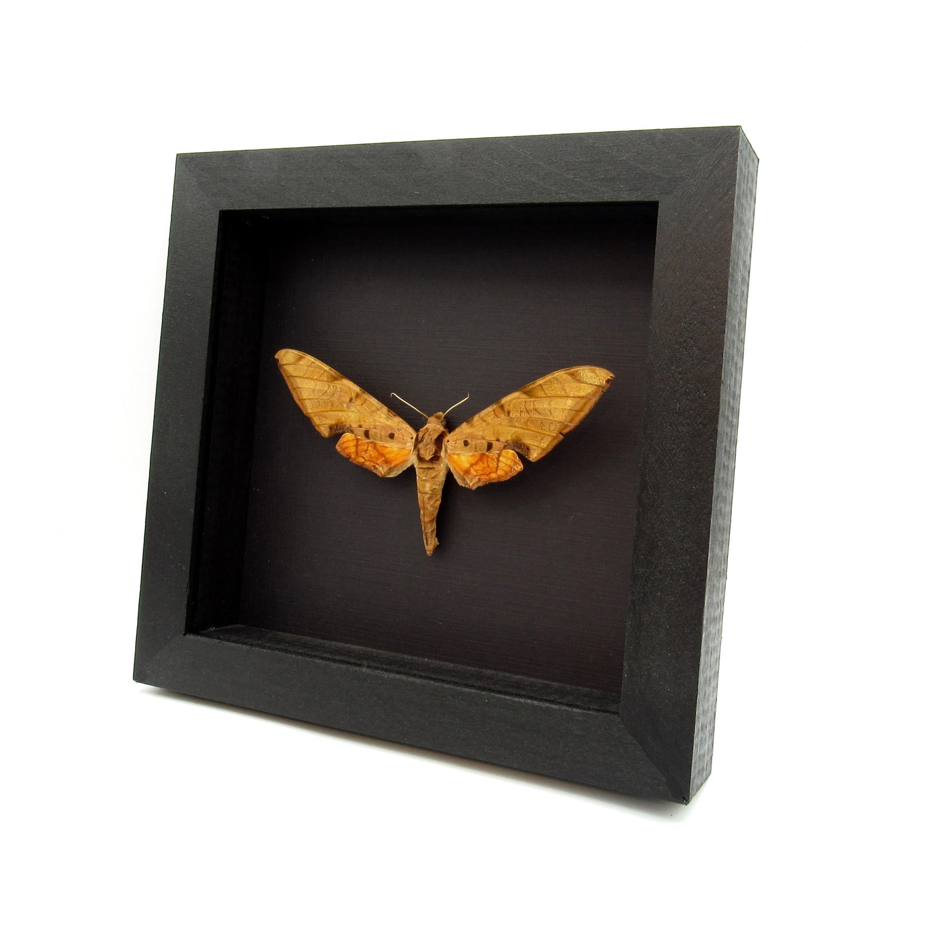 Large real Streaked Sphinx moth framed taxidermy - Protambulyx strigilis - XL female