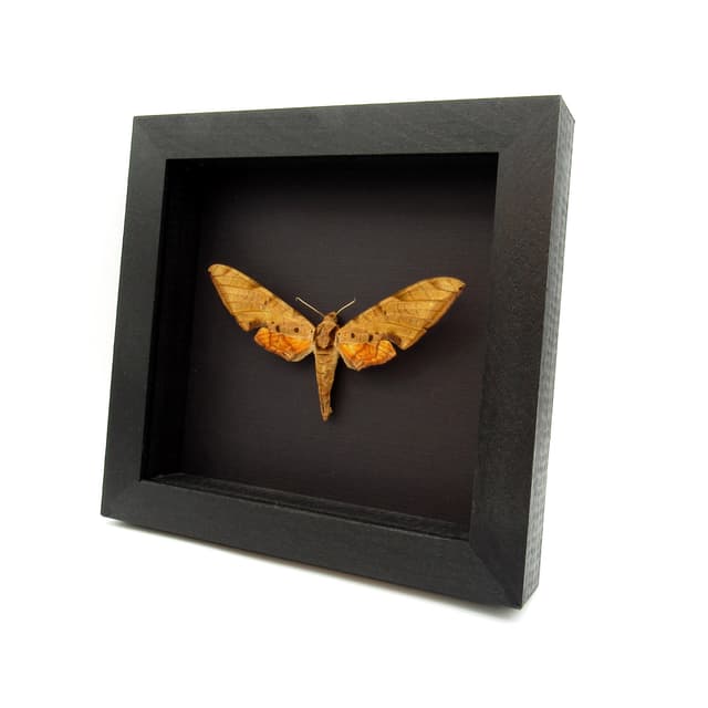 Large real Streaked Sphinx moth framed taxidermy - Protambulyx strigilis - XL female