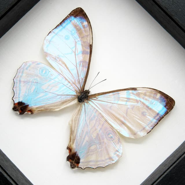 Real XL Pearl Morpho framed taxidermy butterfly - Morpho sulkowskyi