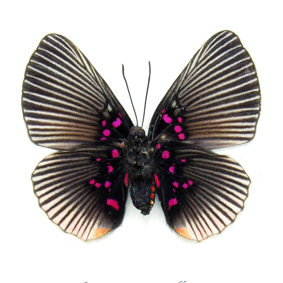 Very rare pink butterfly framed taxidermy - Lyropteryx apollonia - female