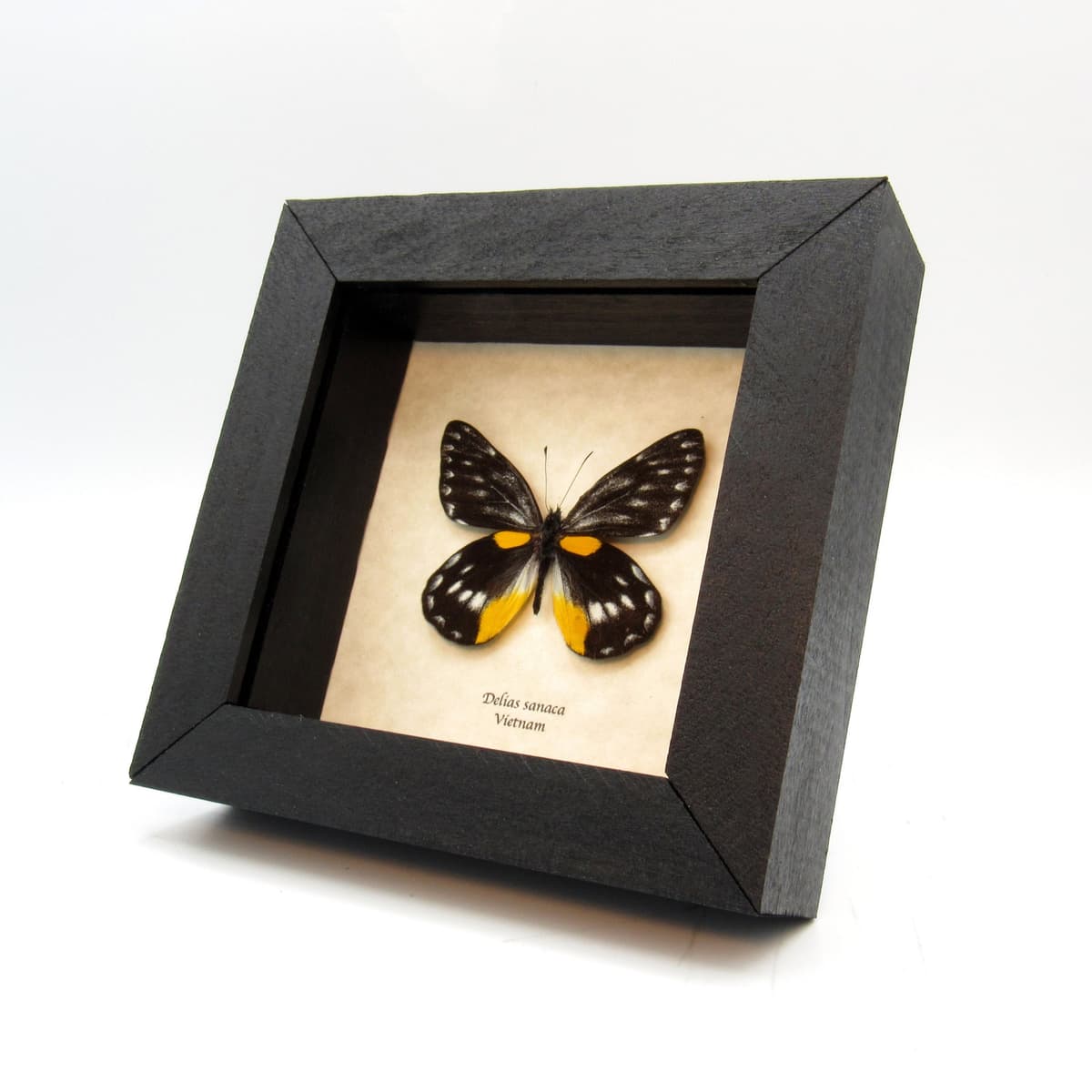 Rare Black Delias butterfly framed taxidermy - Delias sanaca