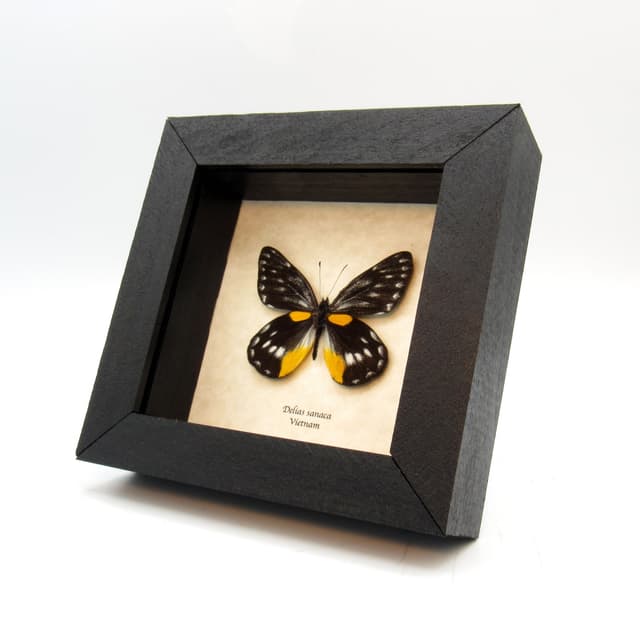 Rare Black Delias butterfly framed taxidermy - Delias sanaca