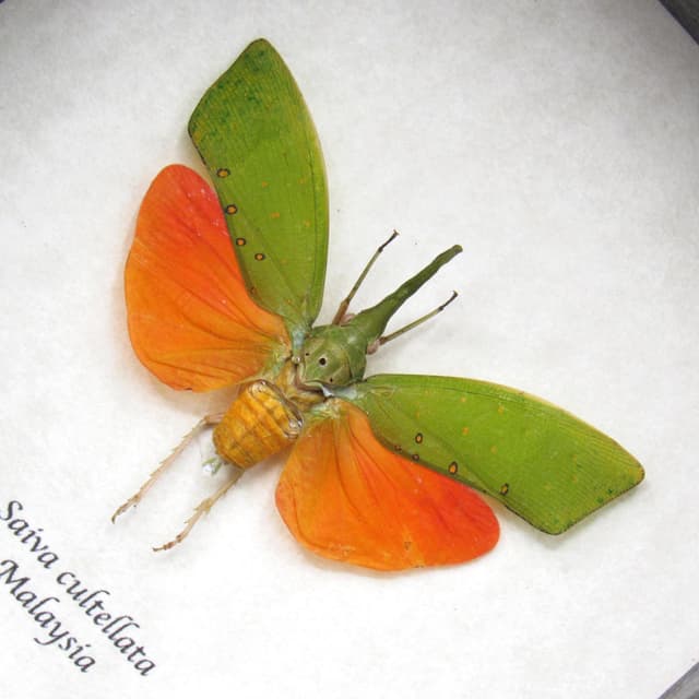 Real orange Lanternfly framed taxidermy - Saiva cultellata