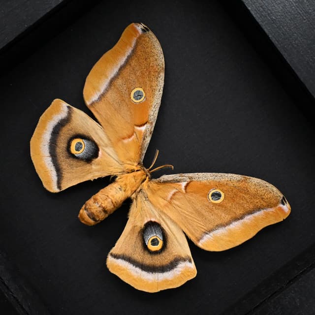 Real Polyphemus moth framed taxidermy - Antheraea polyphemus - female