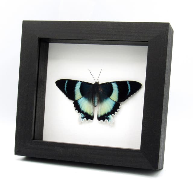 Real blue moth framed taxidermy - Alcides agathyrsus - Victorian mount - special color form - 2