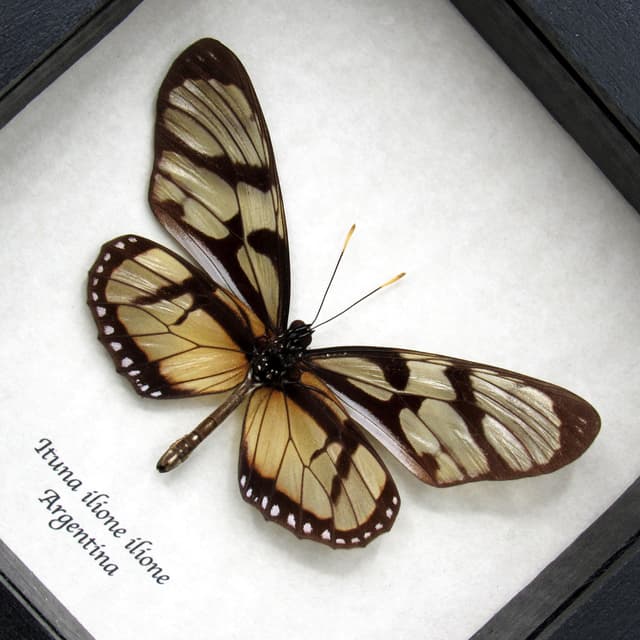 Real Clearwing-mimic Queen butterfly framed specimen - Ituna ilione ilione