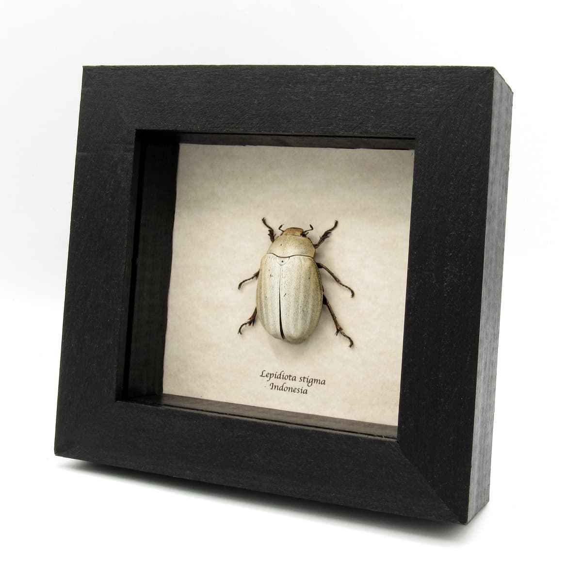 Real large White Scarab beetle framed taxidermy - Lepidiota stigma