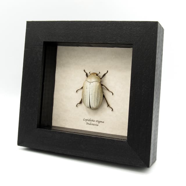 Real large White Scarab beetle framed taxidermy - Lepidiota stigma