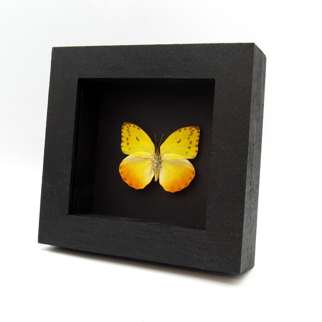 Real yellow Sulphur butterfly framed - Phoebis philea - female