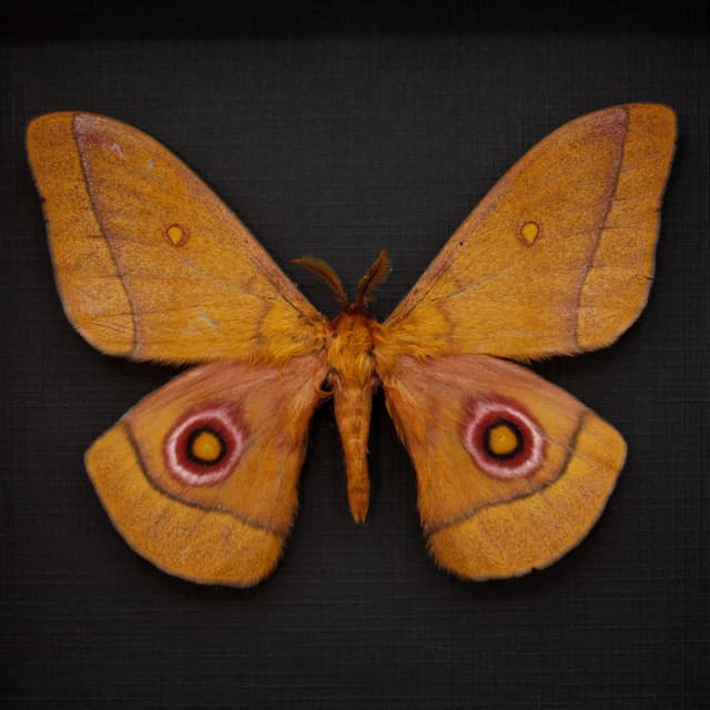 Rare African Emperor moth framed taxidermy - Gonimbrasia species